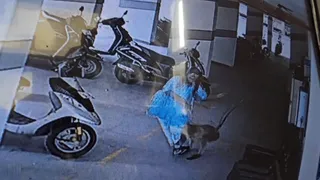 Langur Bites Young Girl’s Leg In Residential Building; Leaves Her Bleeding And Crying | Viral Video